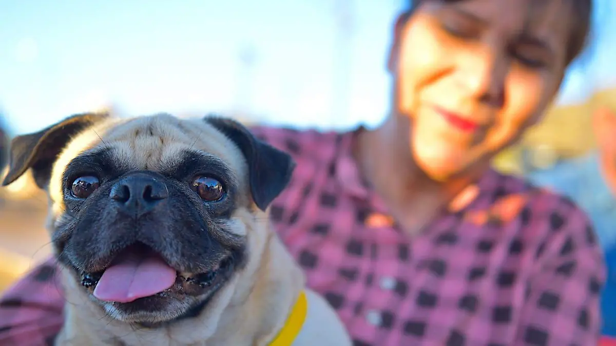 perros en jornada de esterilización (2)